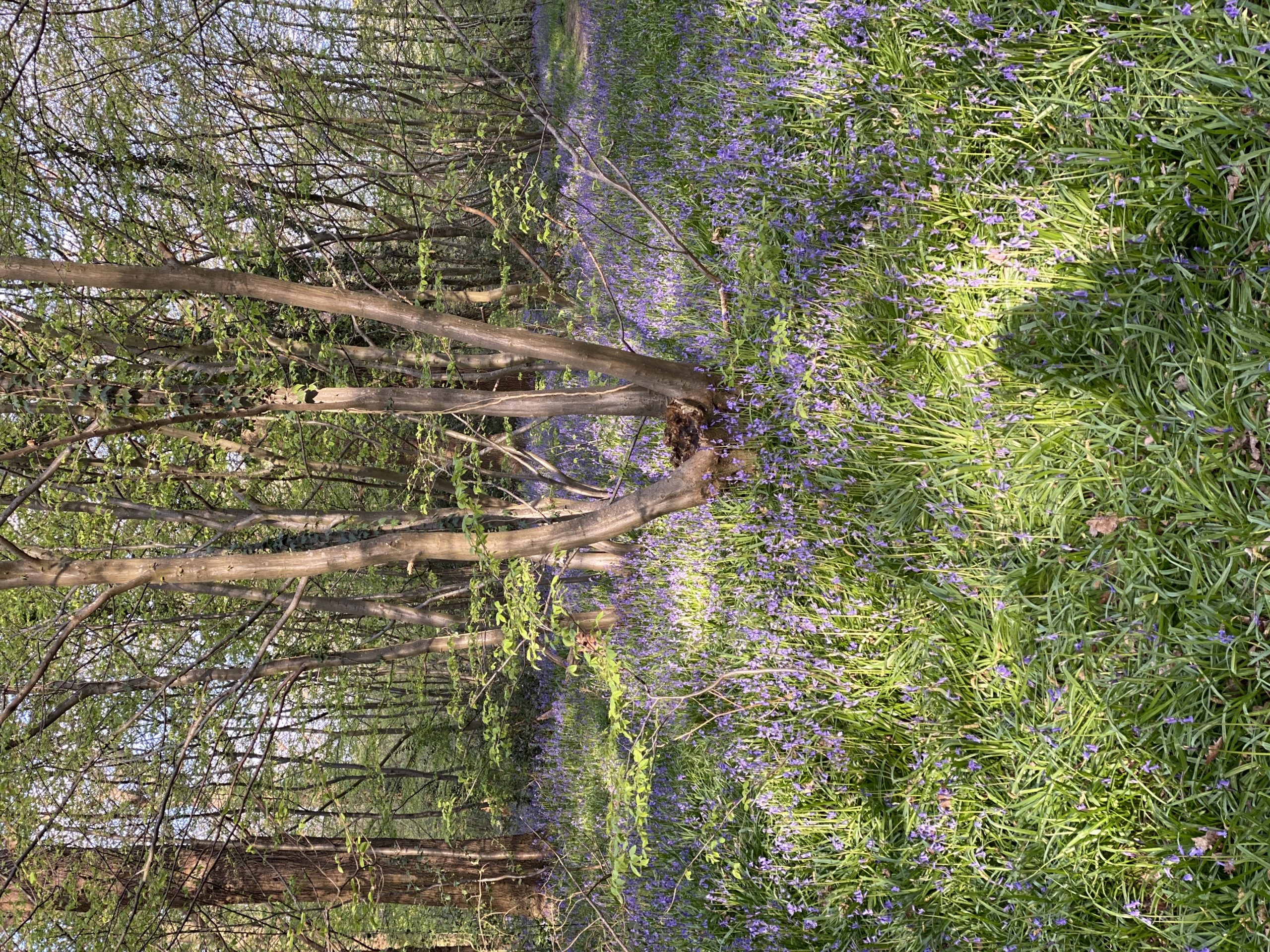 Searching for bluebells in Ruislip Woods
