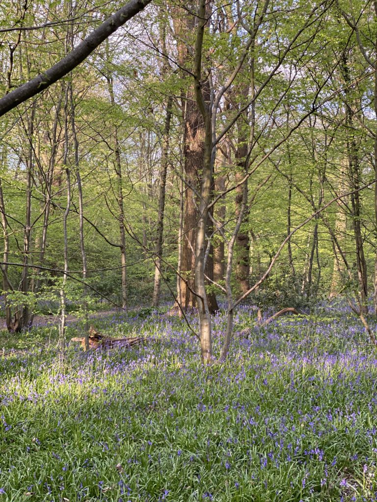 Searching for bluebells in Ruislip Woods