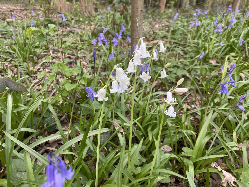 white bluebells