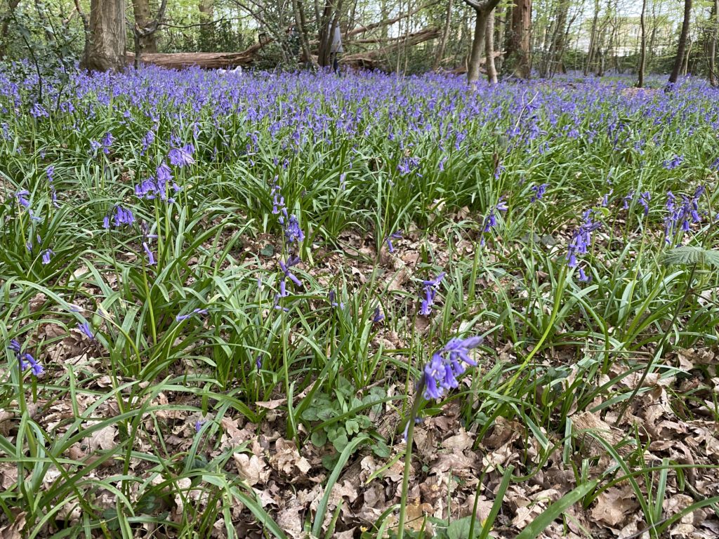 Searching for bluebells in Ruislip Park Woods