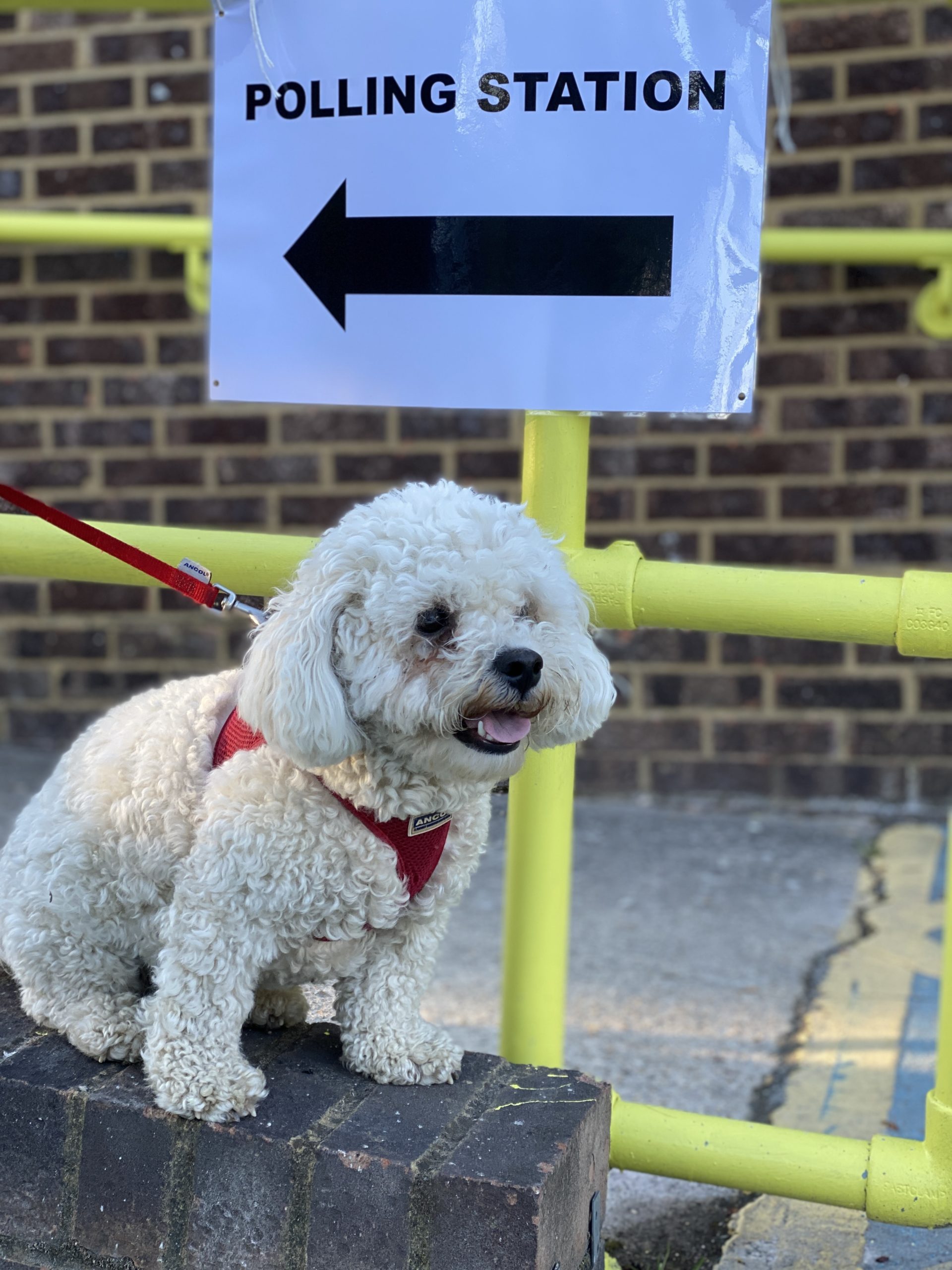 dogs at polling stations