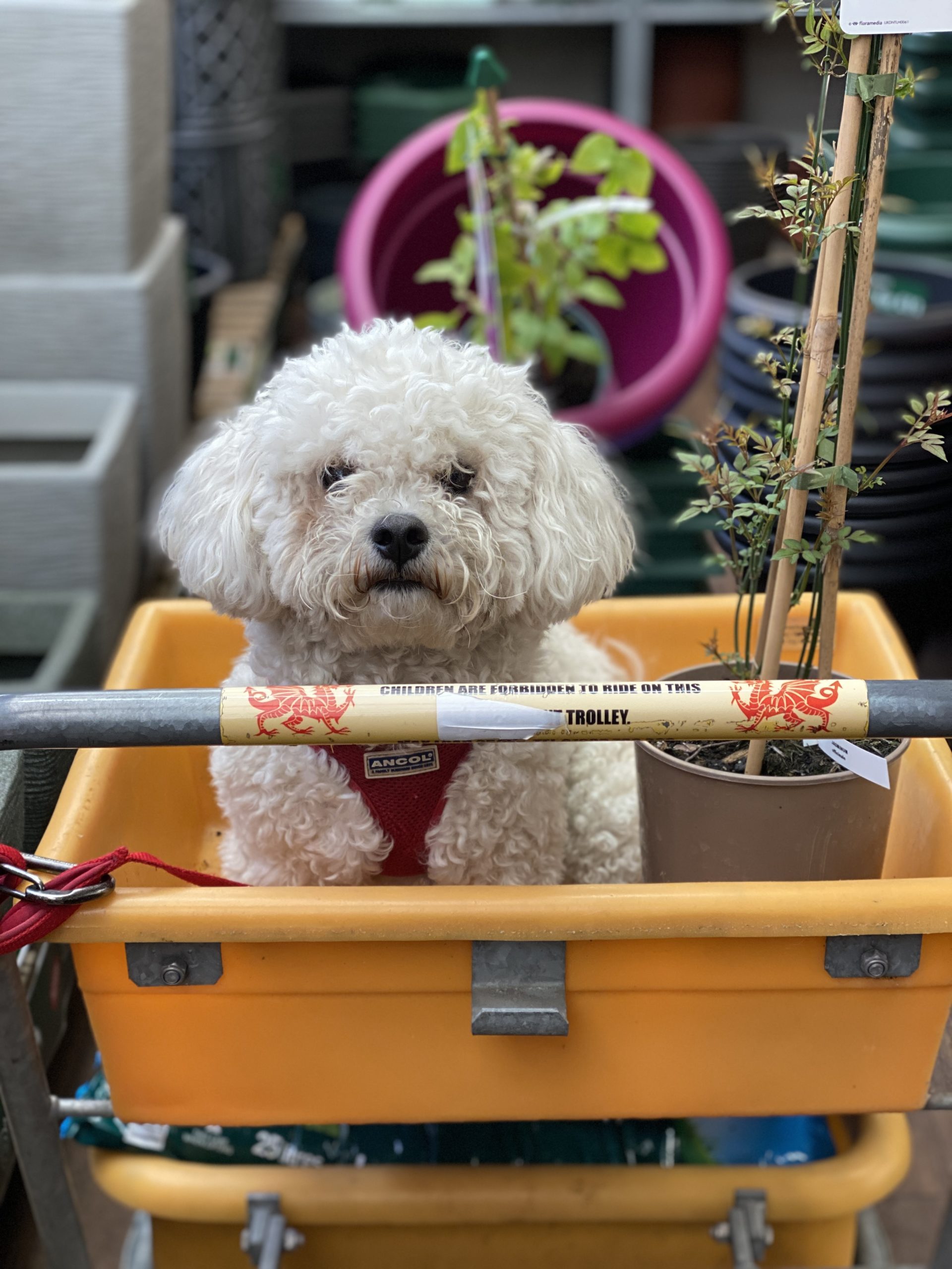 dog at garden centre