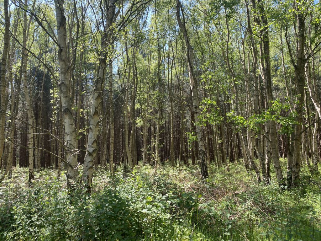 Rendlesham Forest