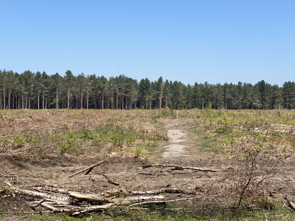 site of 1980 UFOs at Rendlesham Forest