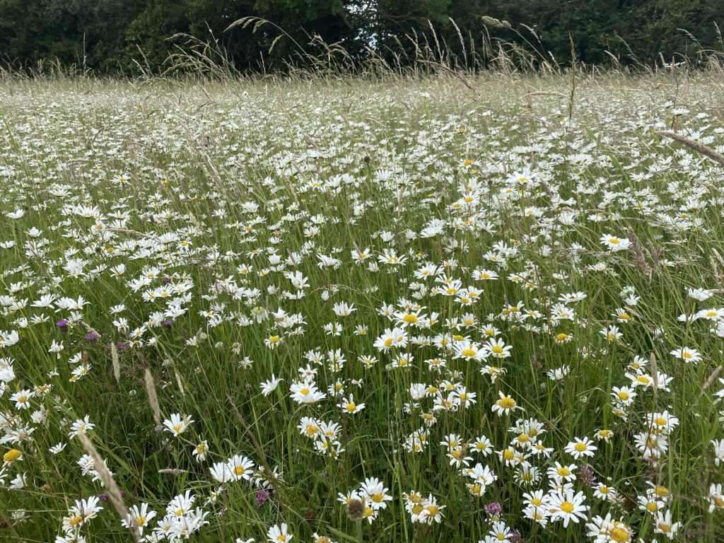 Wild flower meadow Ickenham