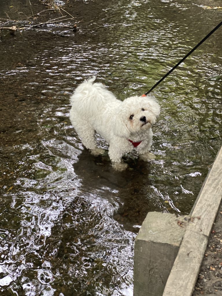 bichon frise in the water