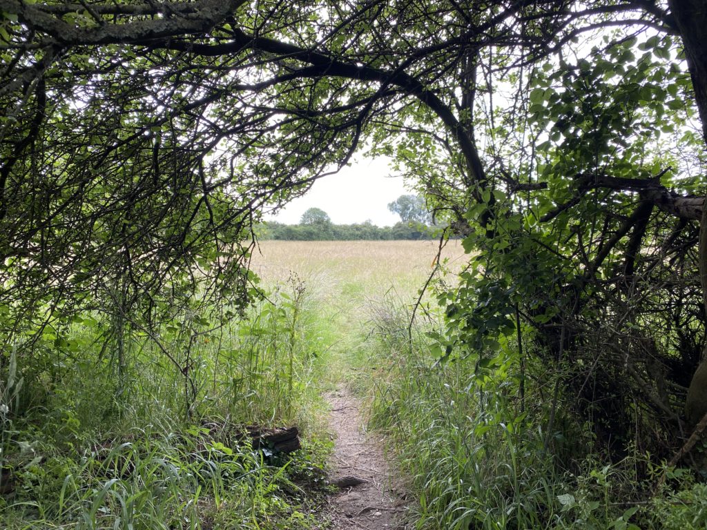 wild flower meadow