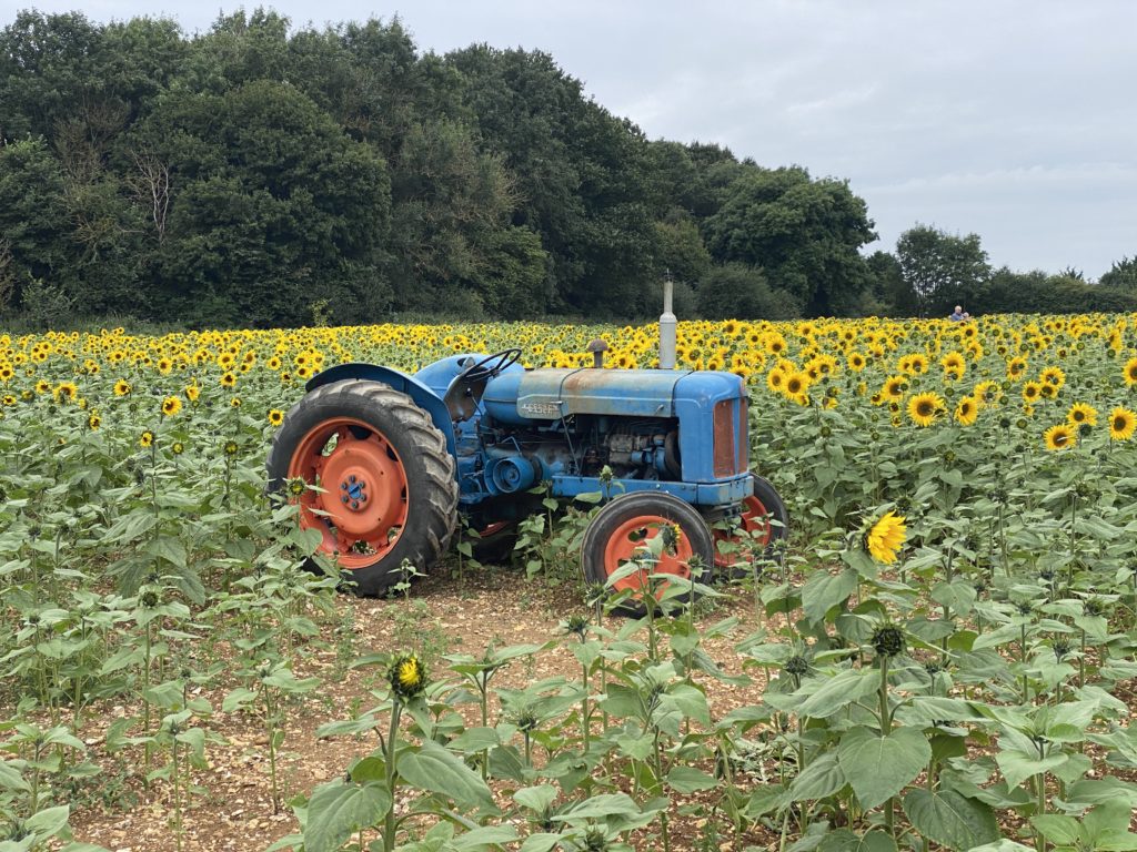 Fordson Major tractor in sunflower field