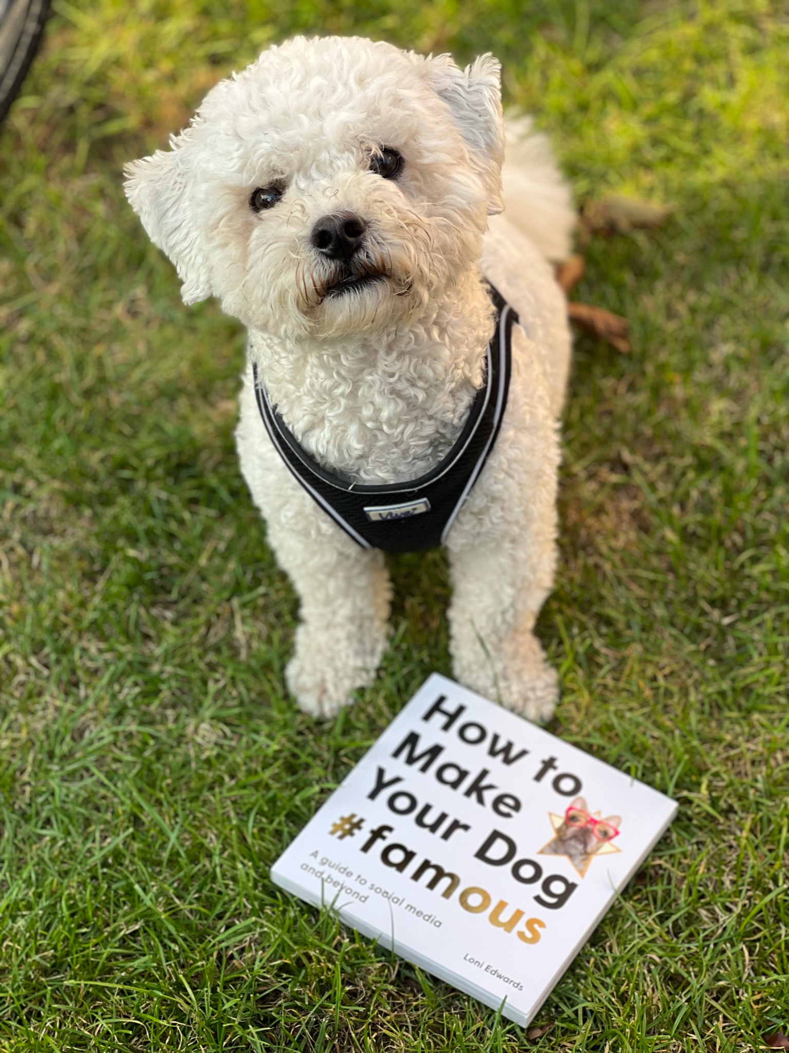 How To Make Your Dog #famous