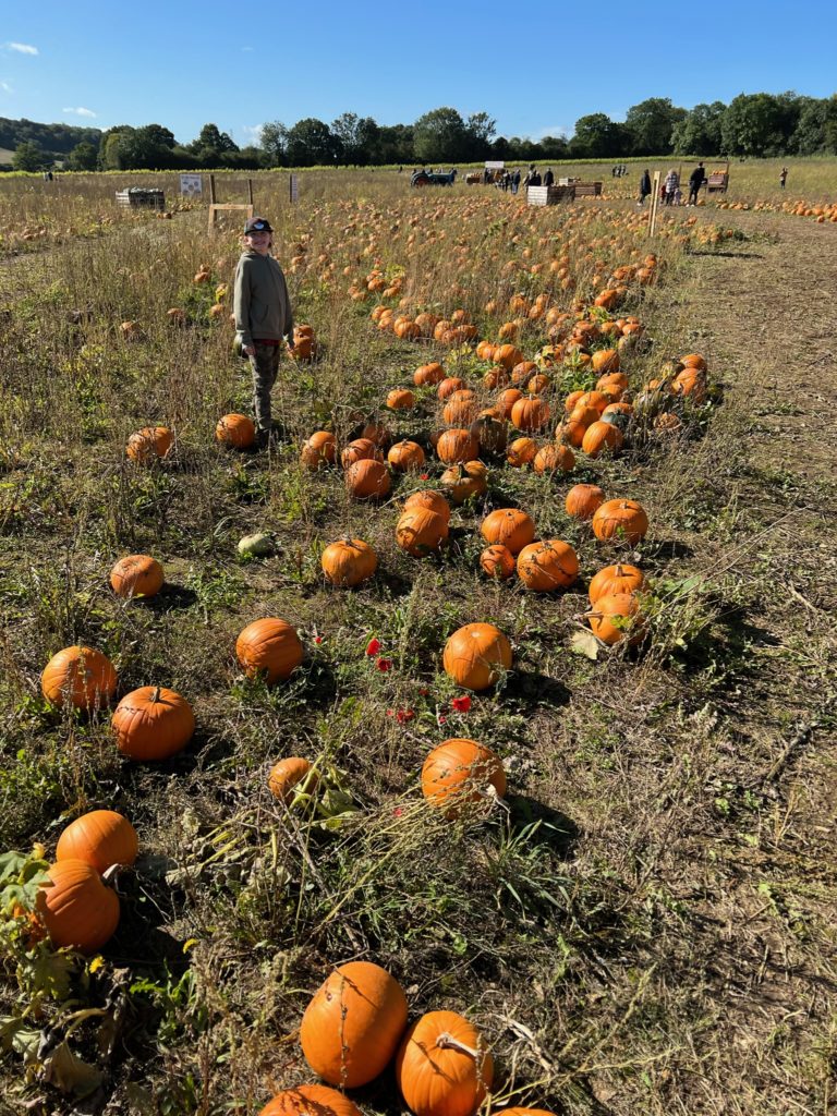 Picking pumpkins at the Pop Up Farm outside London