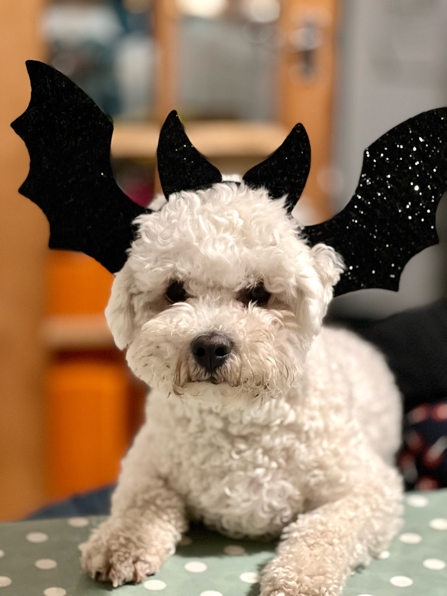 Halloween Bichon Frise