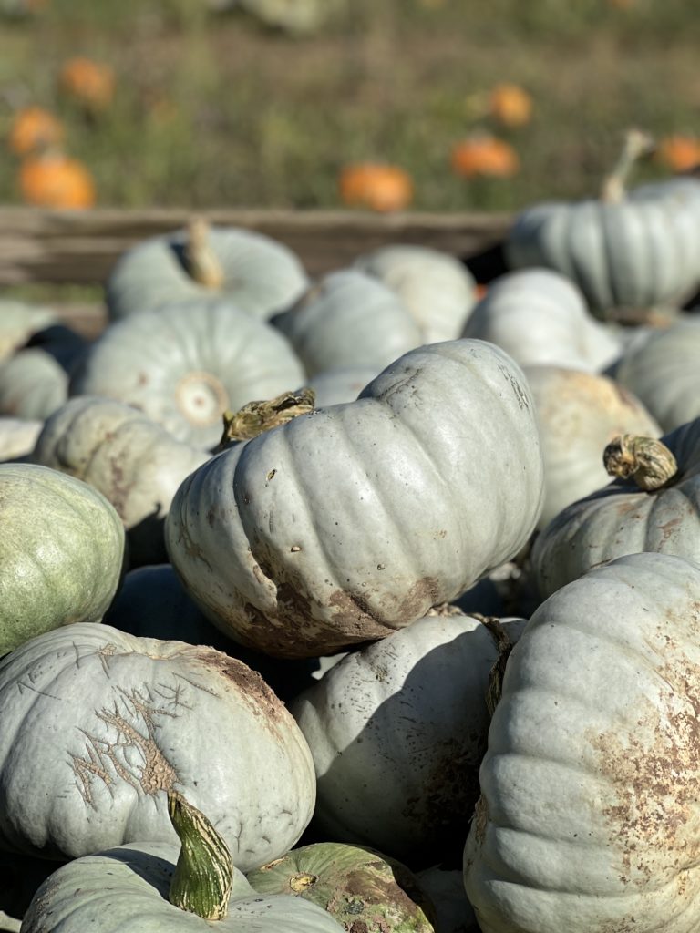 magical white pumpkins