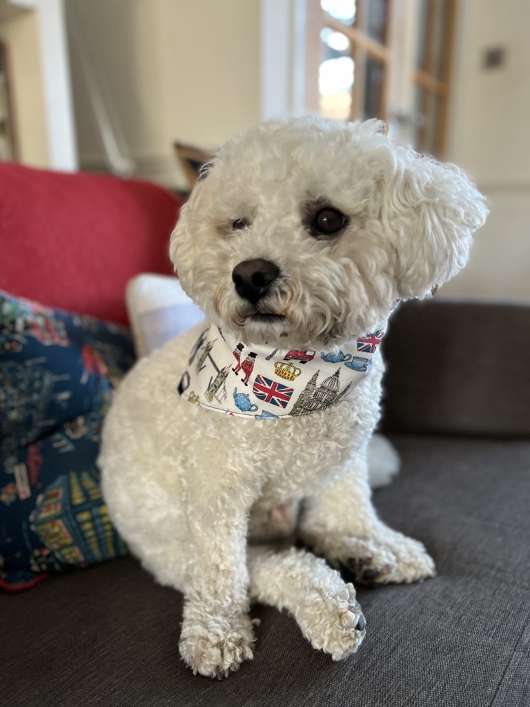 How to make an easy dog bandana