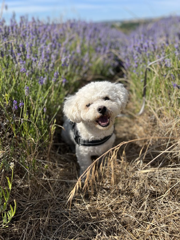 dogs allowed at Hitchin Lavender Fields