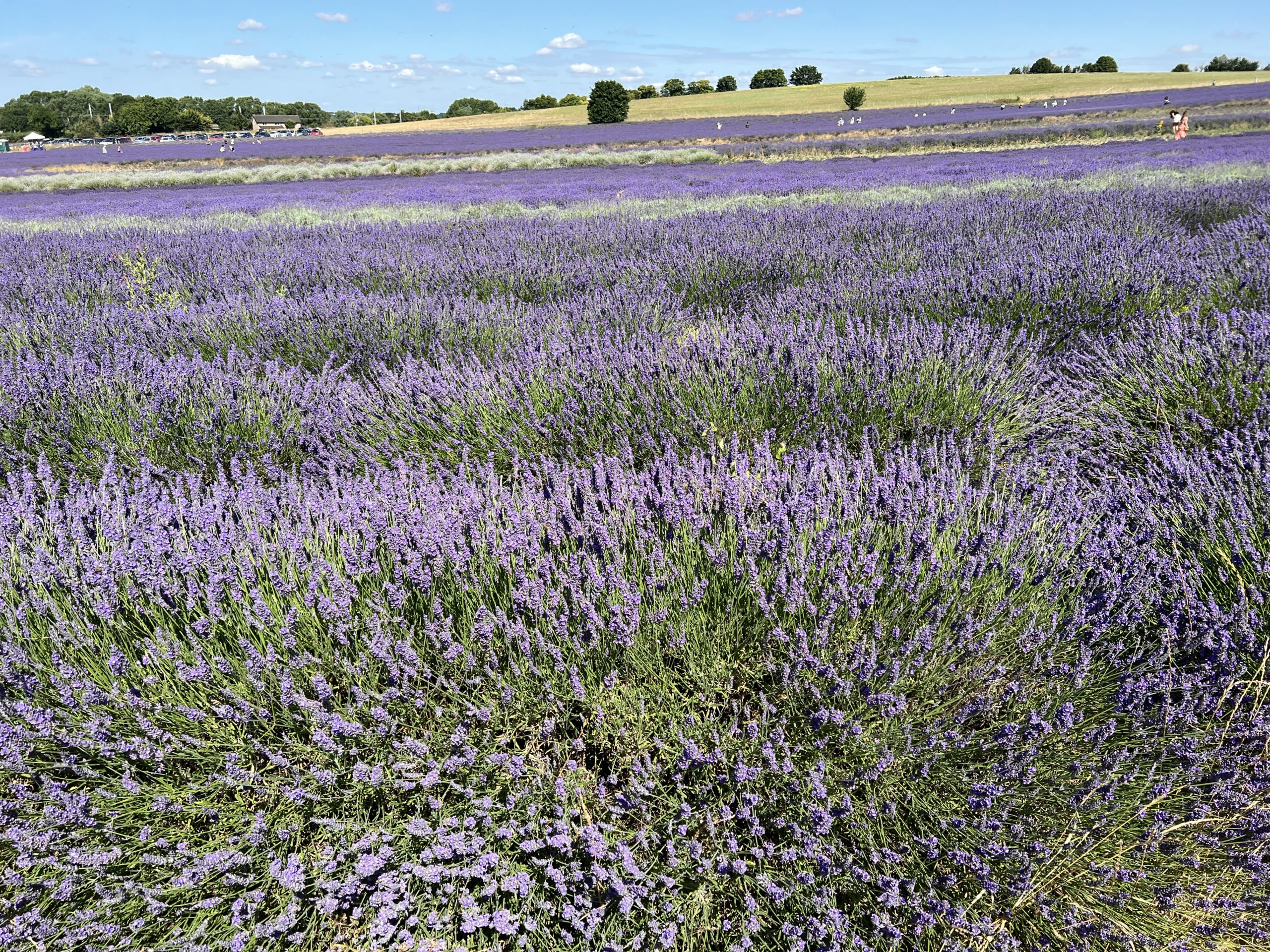 Hitchin Lavender Fields near London