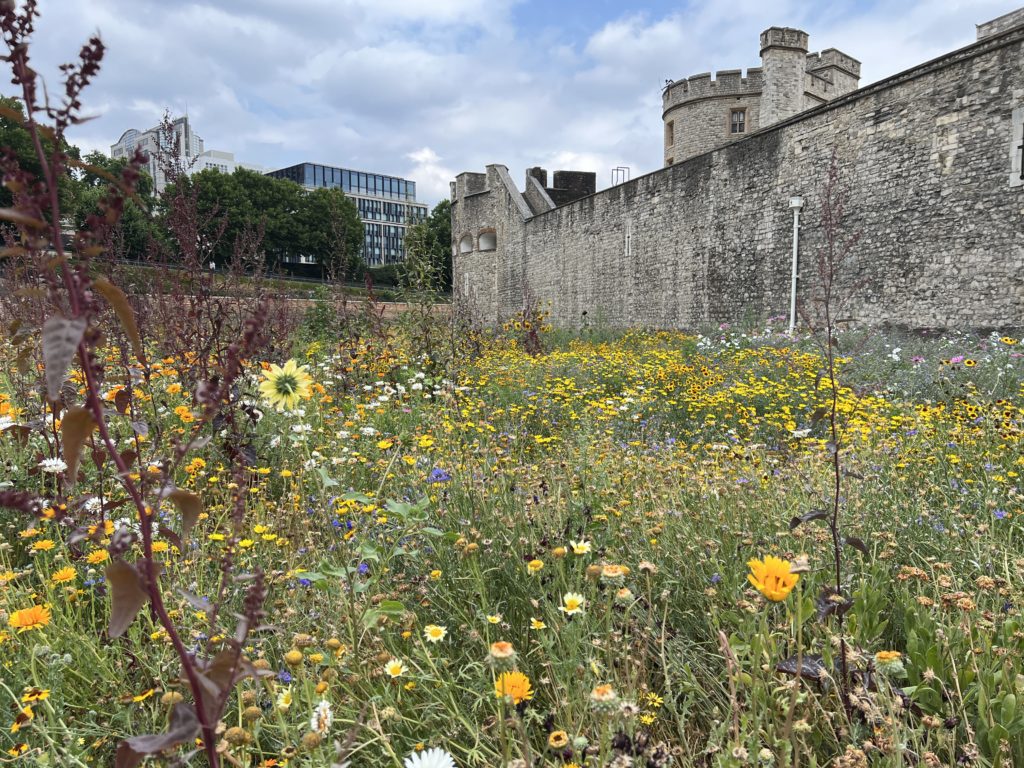 Superbloom at the Tower of London