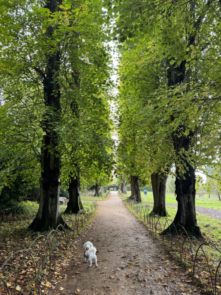 lime avenue at The Vyne