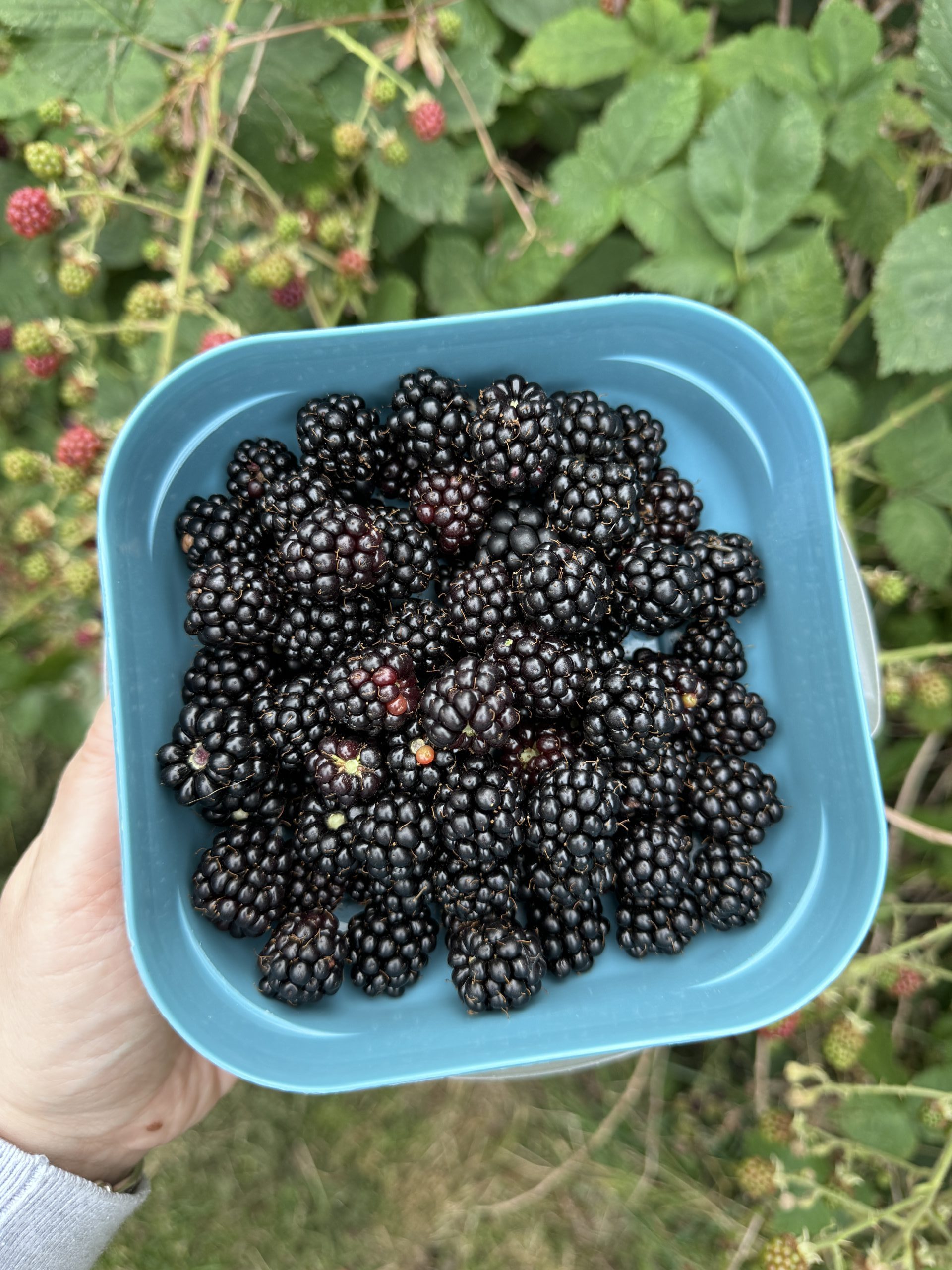 freshly picked blackberries