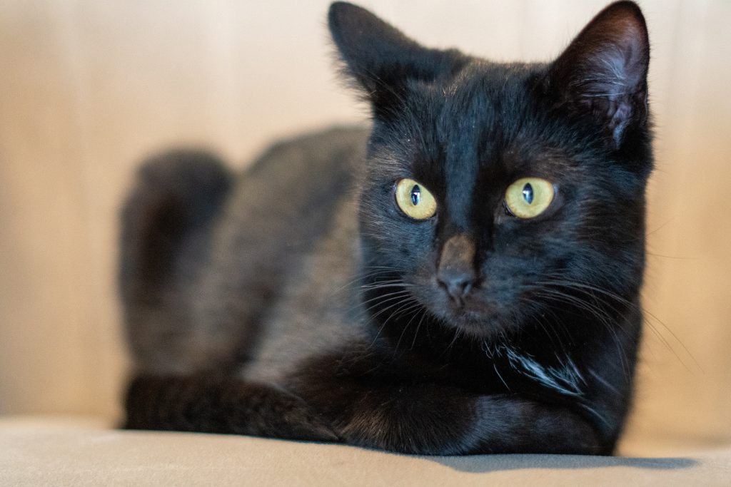 Kiko's Cat Cafe in Rye