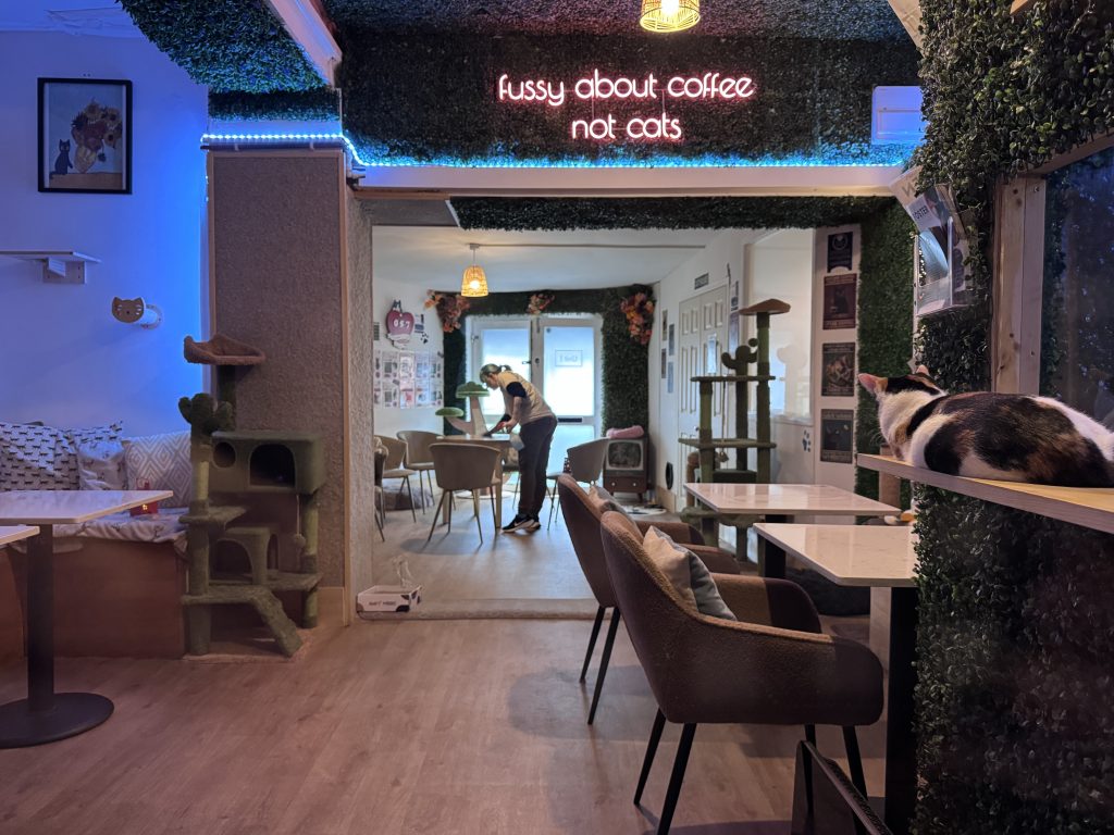 Kiko Cat Cafe in Rye