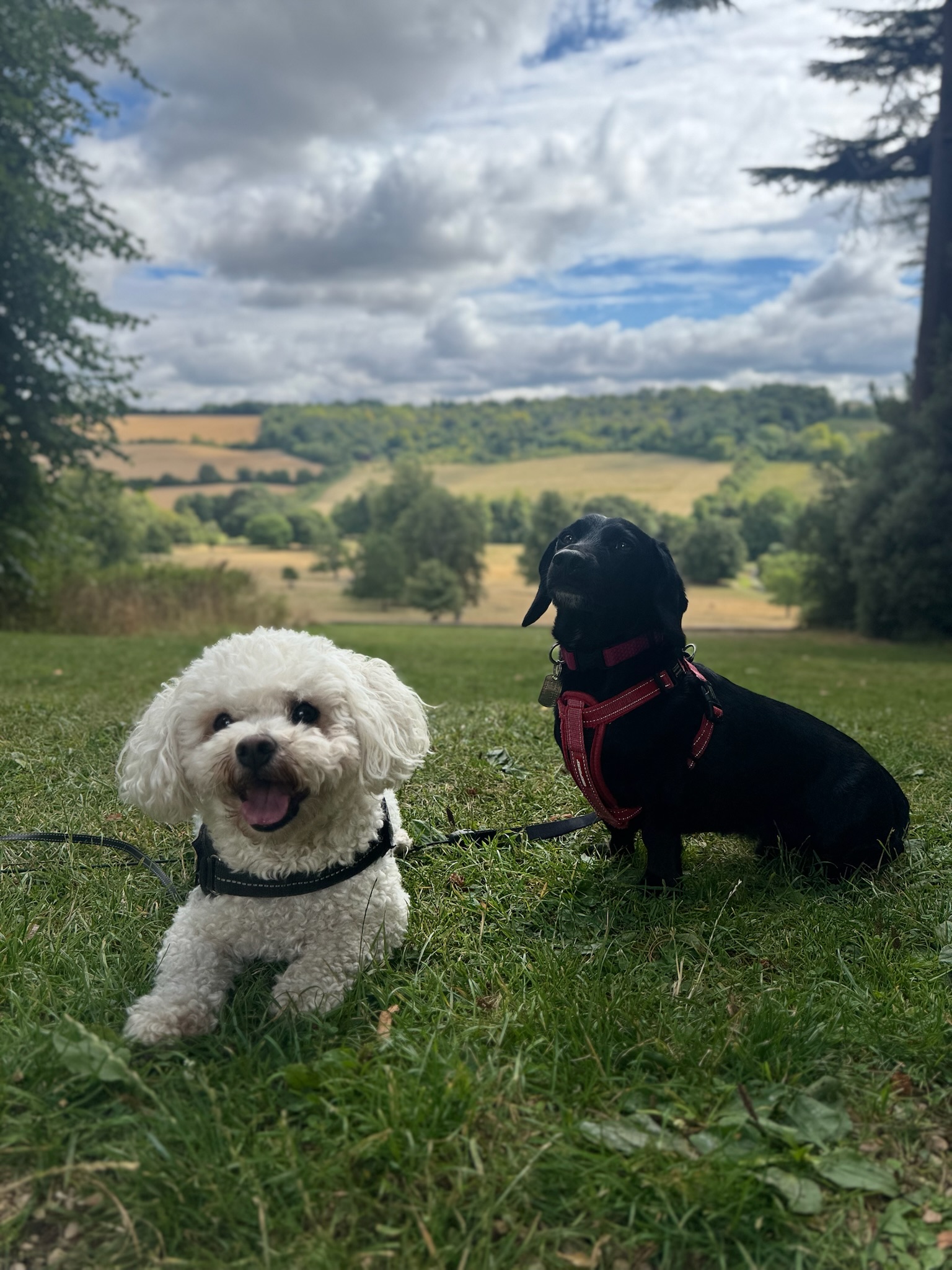 dog walk at Hughenden