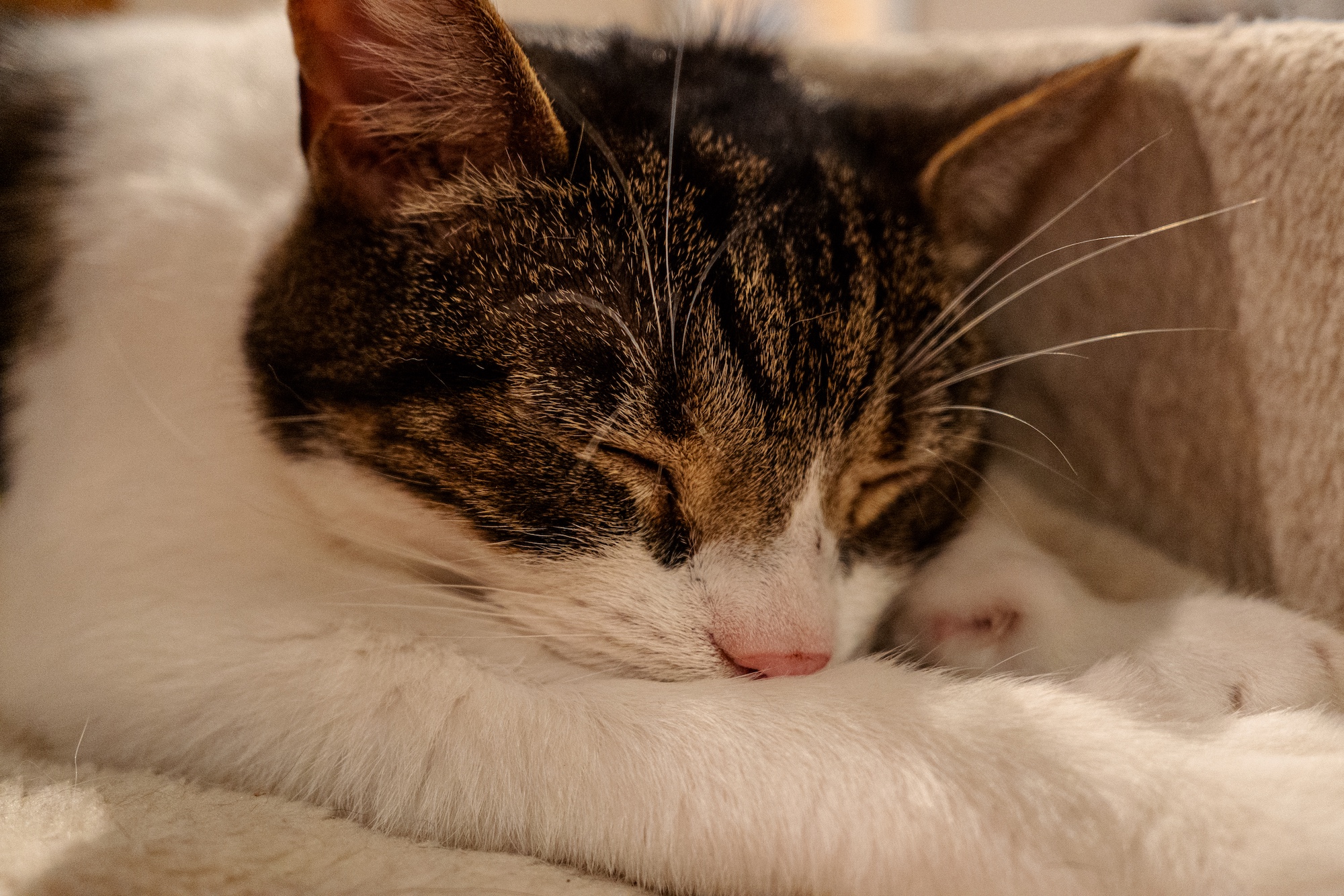 Whiskers and Cream Cat Cafe London