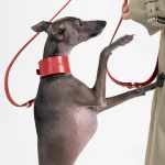 vero-wide-collar-dog-red.jpg
