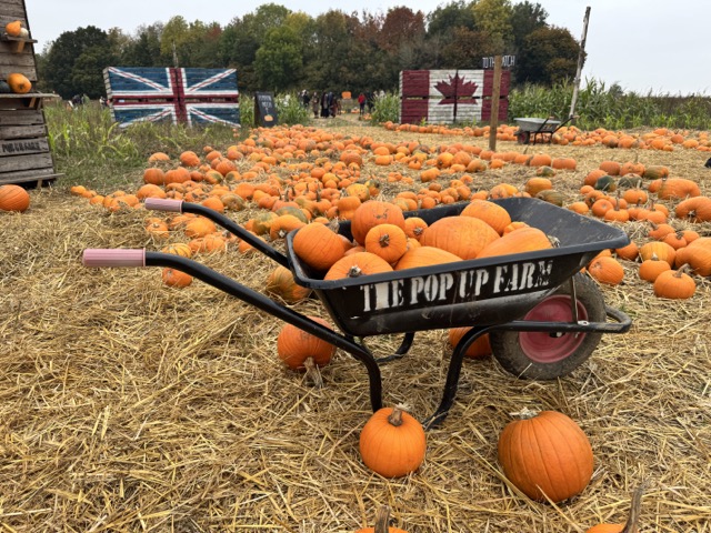 Pop Up Farm pumpkin patch