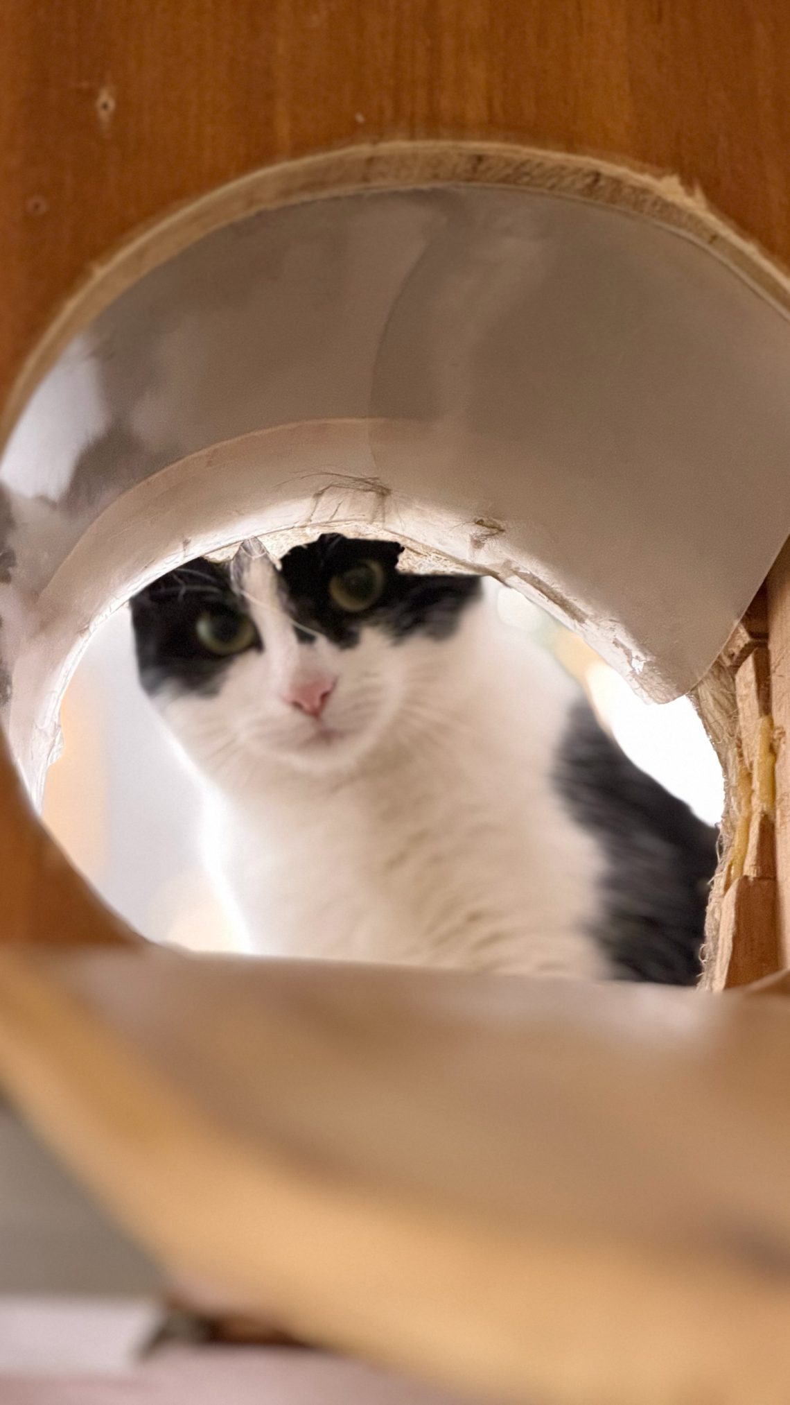 A half-term visit to Pause Cat Café in Bournemouth