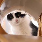 A half-term visit to Pause Cat Café in Bournemouth