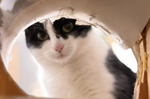 A half-term visit to Pause Cat Café in Bournemouth