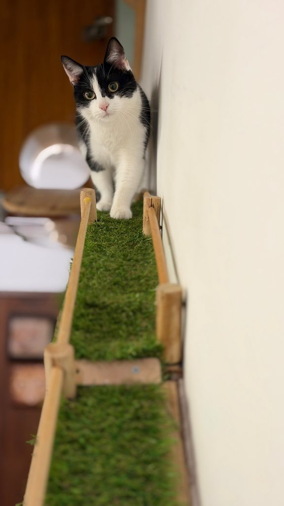 A half-term visit to Pause Cat Café in Bournemouth