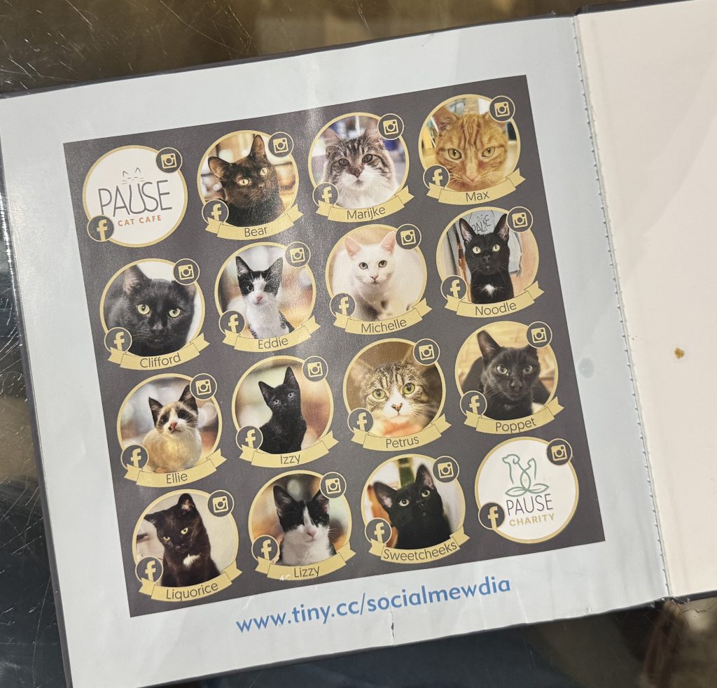 A half-term visit to Pause Cat Café in Bournemouth