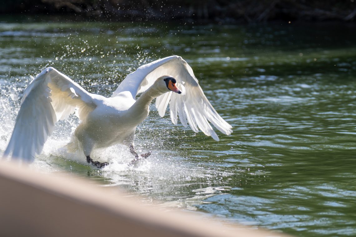 Self drive boating at Cliveden