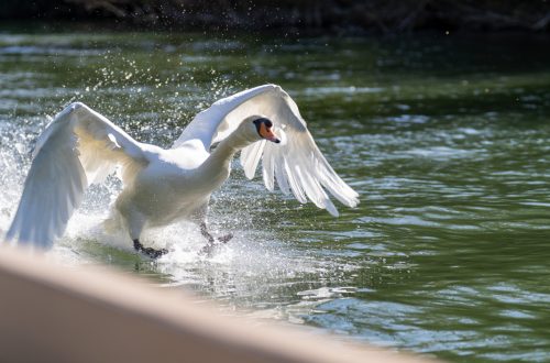 Self drive boating at Cliveden
