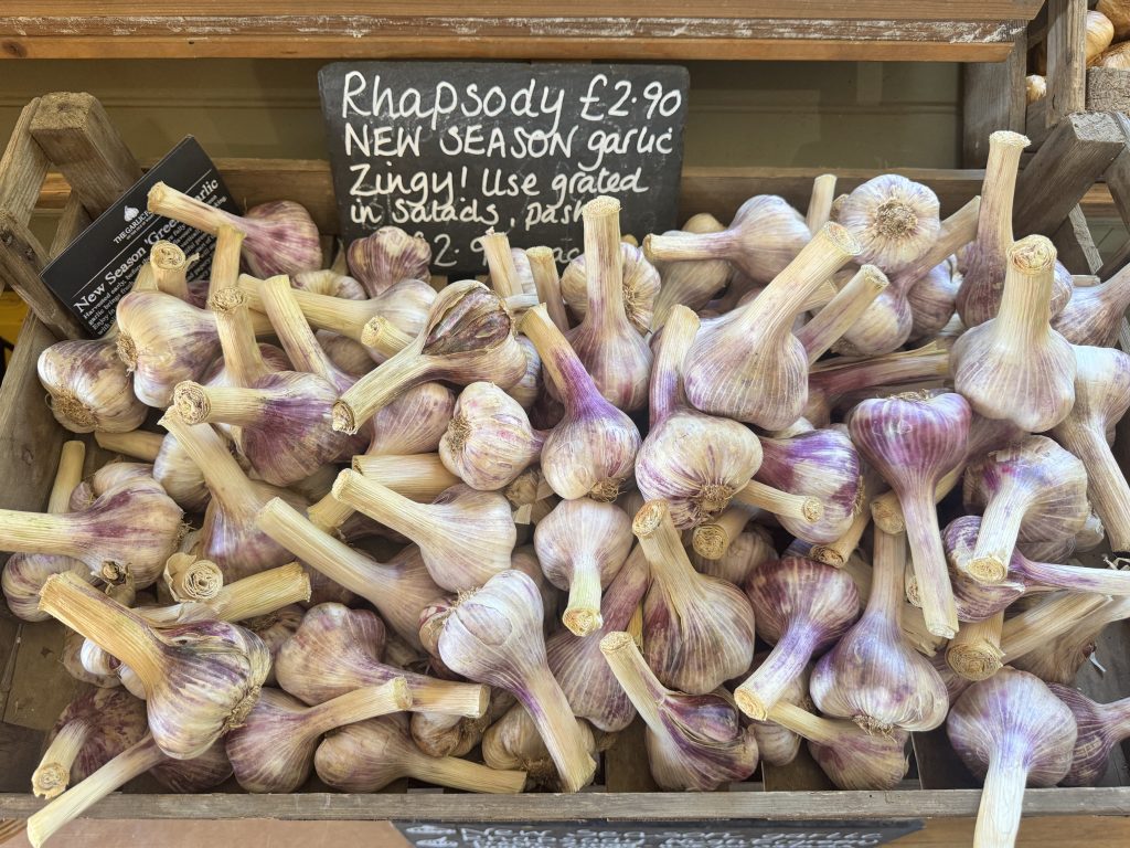 garlic bulbs at the Garlic Farm