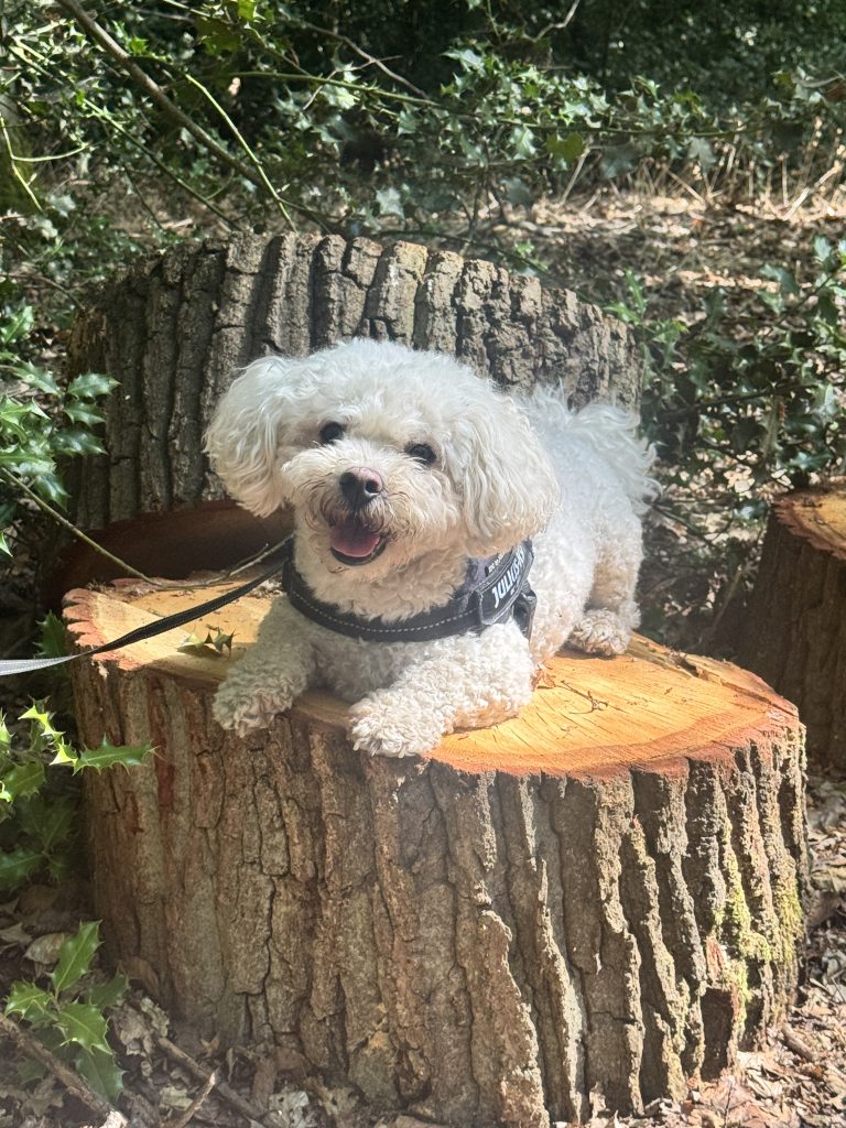 dog walk in the woods