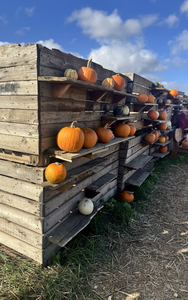 Picking pumpkins at the Pop Up Farm