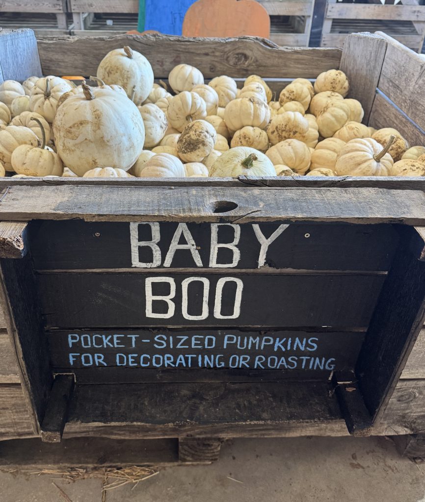 Picking pumpkins at the Pop Up Farm
